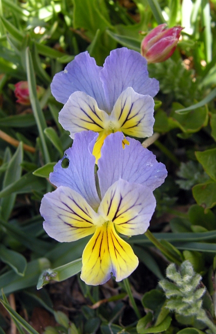 Viola eugeniae?